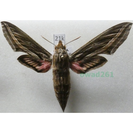 Hippotion celerio (Linnaeus, 1758) Croatia21k